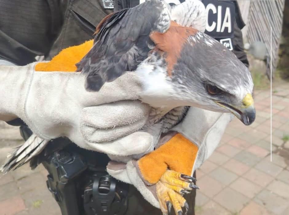Cuatro animales silvestres rescatados en Azuay y Cañar por la Policía