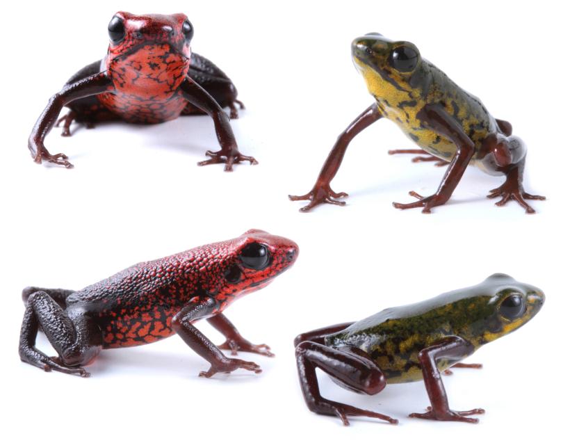 Descubrimiento de la rana venenosa desconcertante en Ecuador
