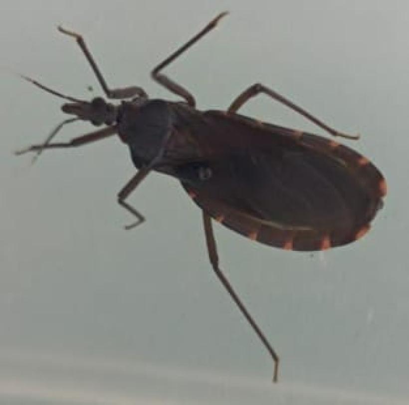 PUCE y Ohio buscan controlar Chagas sin insecticidas