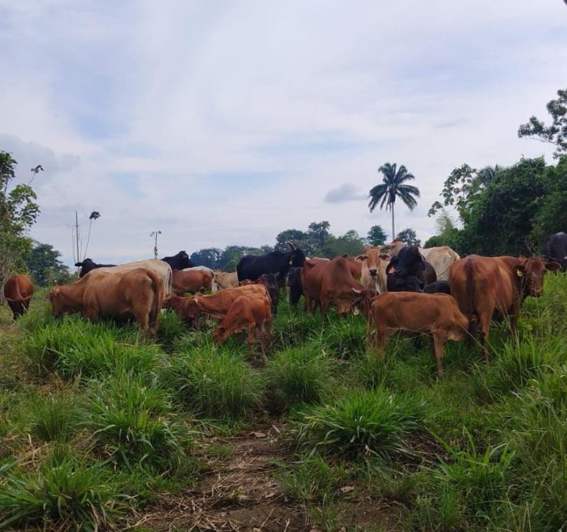 Caída del hato bovino en Ecuador: casi un millón menos