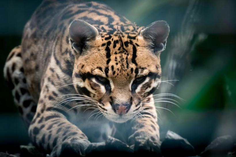 Rescatan ocelote recién nacido en Tenguel, Guayas