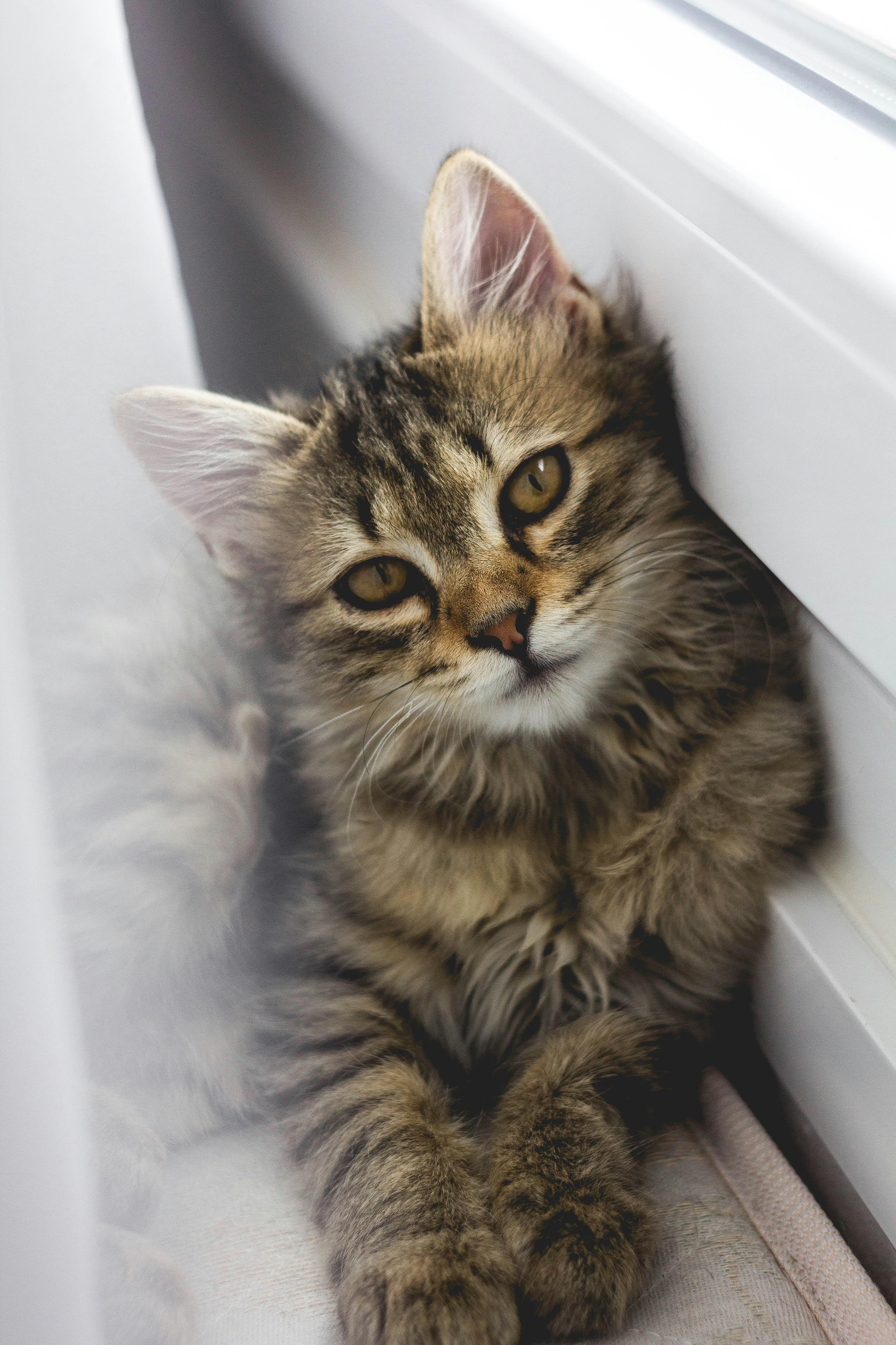 Gato Conquista la Montaña Más Alta del Mundo
