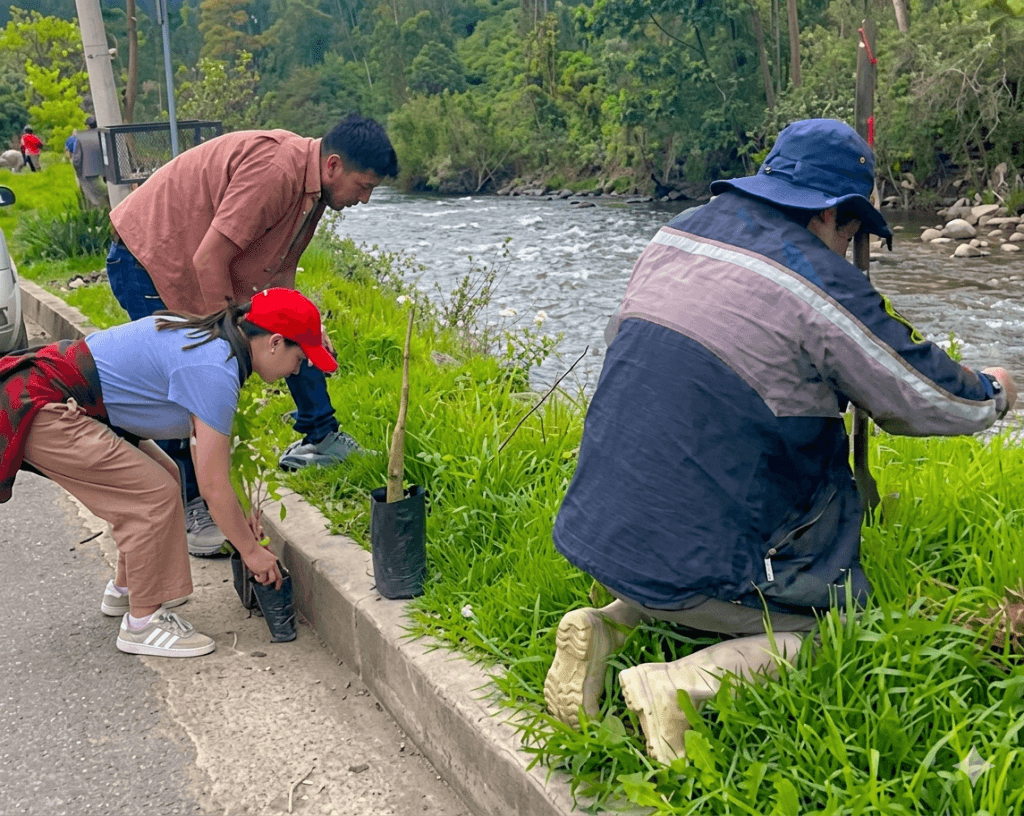 Minga de reforestación en el biocorredor Yanuncay