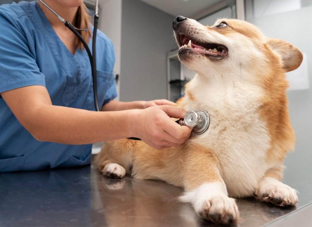 Cuenca registra hasta 40 denuncias mensuales por maltrato animal