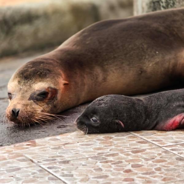 Nace un lobo marino en Puerto Ayora, Galápagos, conmueve a locales