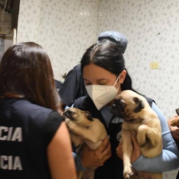 Guayaquil clausura clínica veterinaria clandestina en Los Vergeles