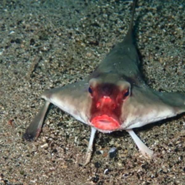 Pez murciélago de labios rojos, singular de Galápagos
