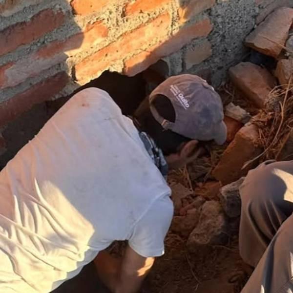 Tumbaco: rescatan a madre canina y cuatro cachorros de un agujero