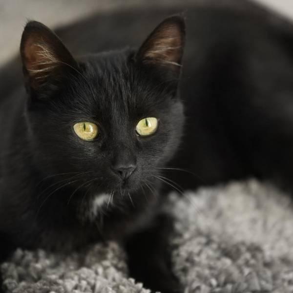 Diez datos curiosos sobre los gatos negros, según expertos