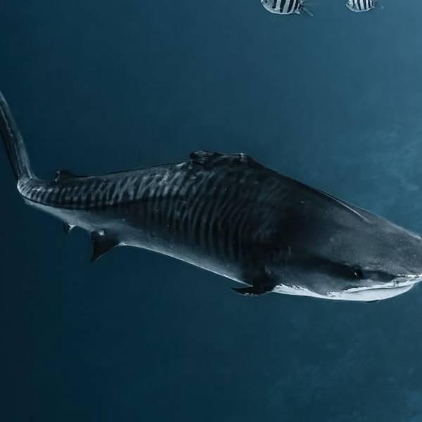 Impacto del aleteo en "Fin", el tiburón tigre de Maldivas