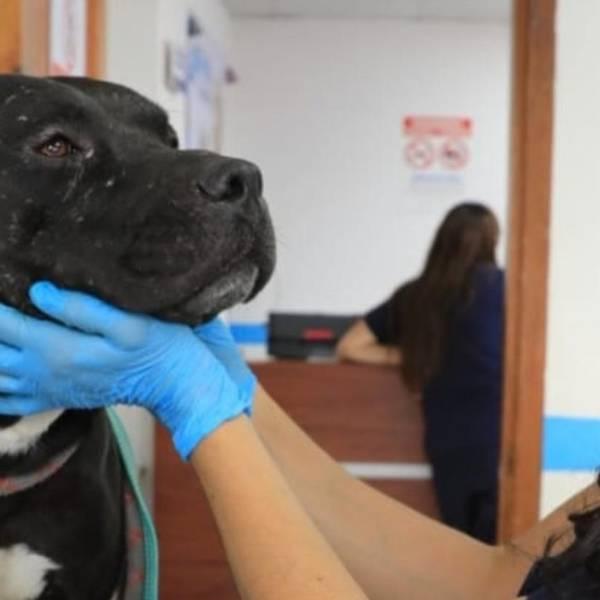 Rescatan pitbull y gato maltratados en sector La Bota de Quito
