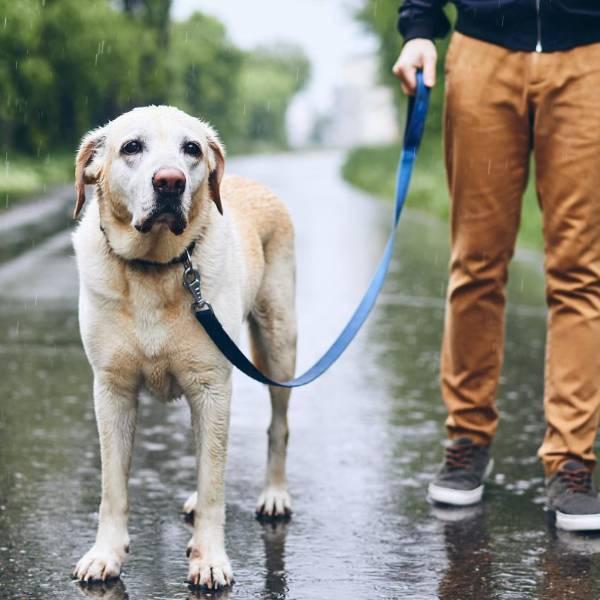 Protege la salud de perros y gatos durante las lluvias