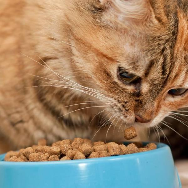Metales pesados en comida para gatos: estudio revela riesgos