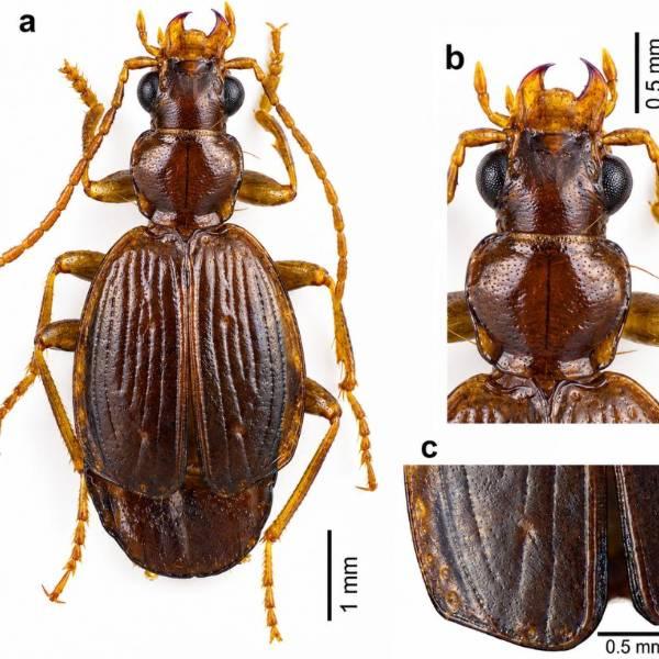 Nueva especie de escarabajo descubierta en los páramos ecuatorianos