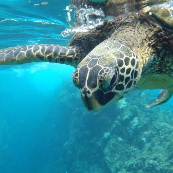 El impacto del fenómeno El Niño en Galápagos
