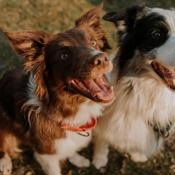 Estudio revela que perros entienden palabras guiándose por las consonantes