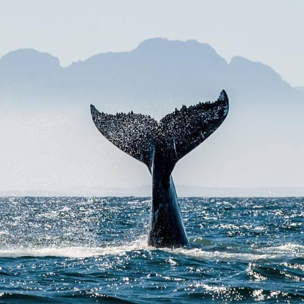 Ballena azul ausente en Galápagos por El Niño