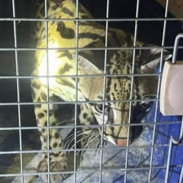 Rescatan 13 animales silvestres en Manabí tras operativo interinstitucional