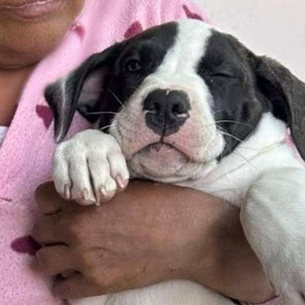 Quito: rescatan seis animales y detienen a un hombre