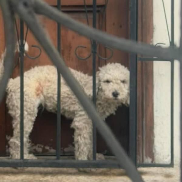 Indignación por perro en condiciones precarias en Urdenor, Guayaquil