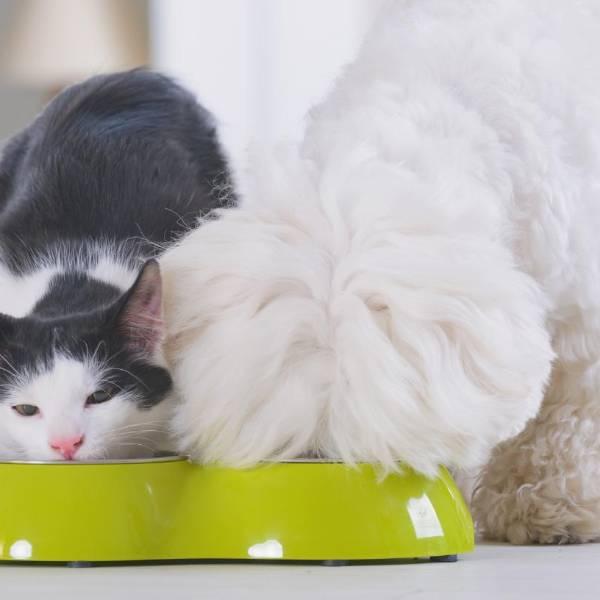 Nueva York entrega comida gratis para mascotas