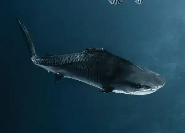 Fin, el tiburón tigre que nada sin aletas en las Maldivas